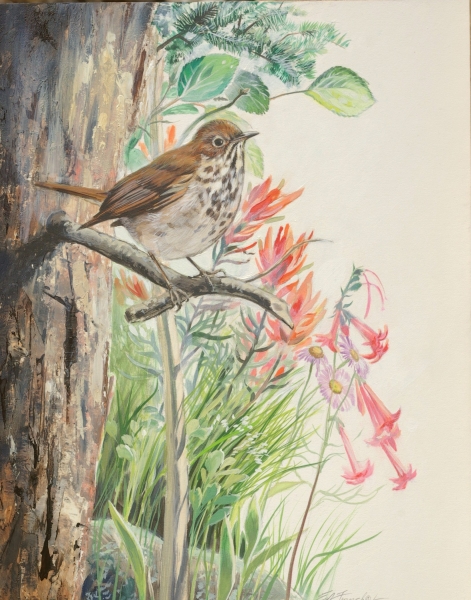 Hermit Thrush