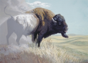 BULL