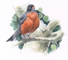 ROBIN