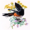 RUFOUS SIDED TOWHEE