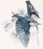 WHITE BREASTED NUTHATCH