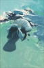 Manatee
