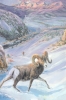 A NEW ANIMAL