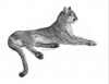 Mountain Lion