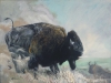 OLD BULL