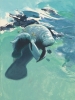 MANATEE