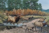 BIG THOMPSON CROSSING