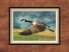 CANADIAN MATTED