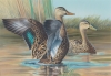 MOTTLED DUCK