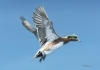 WIDGEON
