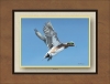 WIDGEON MATTED