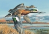 WIDGEONS