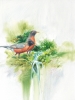 ROBINS