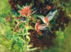 RUFOUS HUMMINGBIRDS