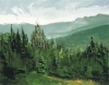 BEAR RIVER FOREST