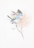 BLUE GREY GNATCATCHERS