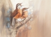 CAROLINA WREN