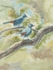 CAT BIRDS