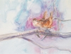 LONG BILLED MARSH WREN