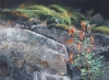 RUFOUS AND CRIMSON