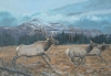 Flat Tops Herd