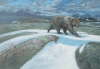 Denali Griz final