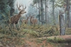 Hoh Rain Forest Blacktails