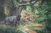 CONGO NYALA