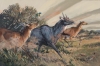 LEGAL IMMIGRANTS NILGAI